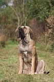 FILA BRASILEIRO 185